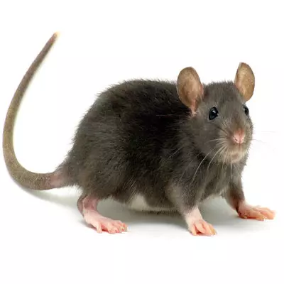Zwalczanie szczurów i myszy