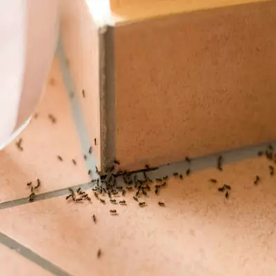 Likwidacja mrówek