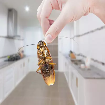 Usuwanie karaluchów