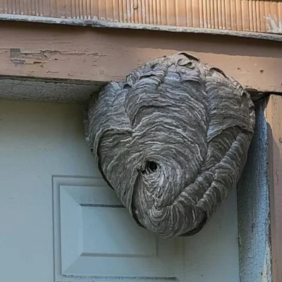 usuwanie gniazd szerszeni